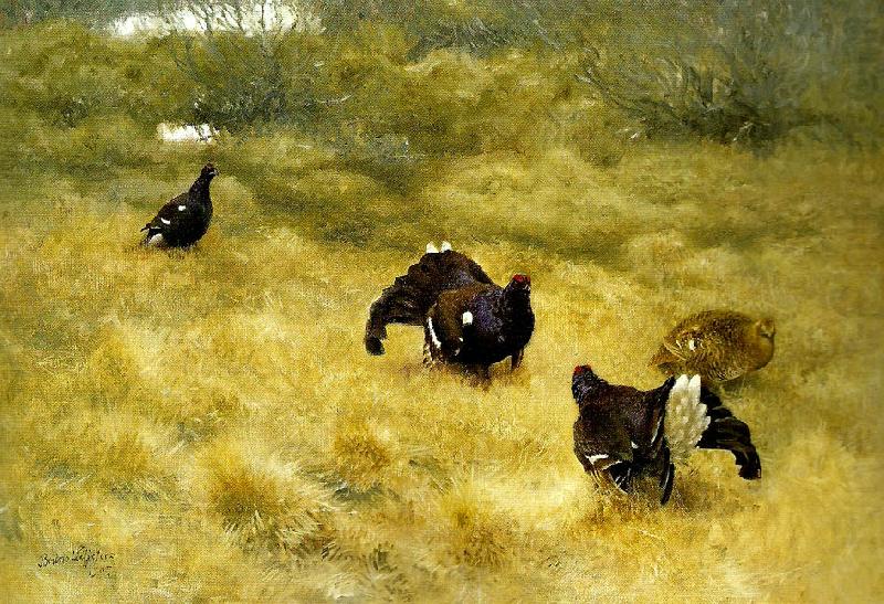 bruno liljefors orrspel i mossen oil painting picture